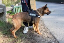 NYAKI, Hund, Mischlingshund in Ungarn - Bild 4