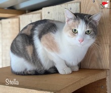 STELLA, Katze, Europäisch Kurzhaar in Kroatien