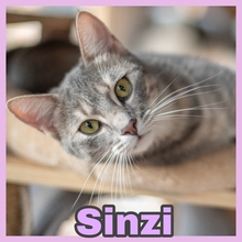 SINZI, Katze, Europäisch Kurzhaar in Kroatien