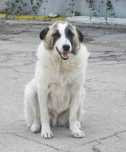 CAMPINO, Hund, Mischlingshund in Bulgarien - Bild 1