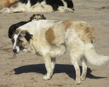 CAMPINO, Hund, Mischlingshund in Bulgarien - Bild 10