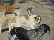 CAMPINO, Hund, Mischlingshund in Bulgarien - Bild 11