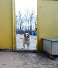 CAMPINO, Hund, Mischlingshund in Bulgarien - Bild 12