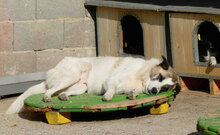 CAMPINO, Hund, Mischlingshund in Bulgarien - Bild 13