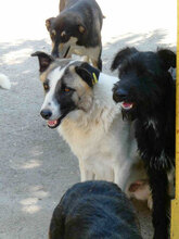 CAMPINO, Hund, Mischlingshund in Bulgarien - Bild 14