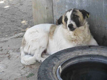 CAMPINO, Hund, Mischlingshund in Bulgarien - Bild 2
