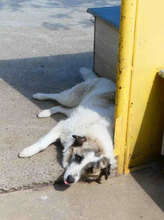 CAMPINO, Hund, Mischlingshund in Bulgarien - Bild 3
