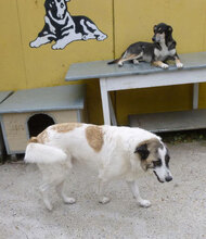 CAMPINO, Hund, Mischlingshund in Bulgarien - Bild 4