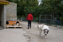 CAMPINO, Hund, Mischlingshund in Bulgarien - Bild 5