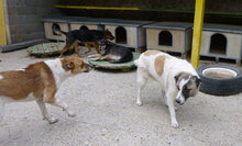 CAMPINO, Hund, Mischlingshund in Bulgarien - Bild 6