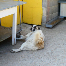 CAMPINO, Hund, Mischlingshund in Bulgarien - Bild 7