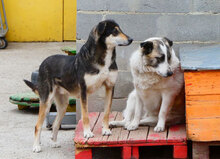 CAMPINO, Hund, Mischlingshund in Bulgarien - Bild 8