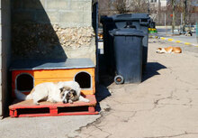 CAMPINO, Hund, Mischlingshund in Bulgarien - Bild 9