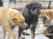 STEEN, Hund, Schnauzer-Mix in Bulgarien - Bild 19