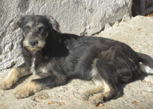 STEEN, Hund, Schnauzer-Mix in Bulgarien - Bild 2