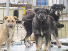 STEEN, Hund, Schnauzer-Mix in Bulgarien - Bild 21