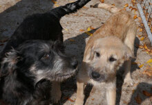 STEEN, Hund, Schnauzer-Mix in Bulgarien - Bild 9