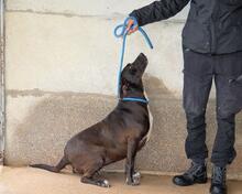 PERLYN, Hund, Mischlingshund in Italien - Bild 3