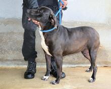 PERLYN, Hund, Mischlingshund in Italien - Bild 6
