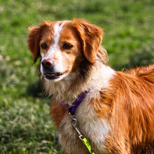 ROBERTA, Hund, English Setter-Epagneul Breton-Mix in Italien - Bild 5