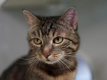 MISSI, Katze, Europäisch Kurzhaar in Hamburg