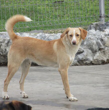 ELANI, Hund, Mischlingshund in Bulgarien - Bild 1