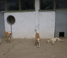 ELANI, Hund, Mischlingshund in Bulgarien - Bild 10