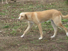 ELANI, Hund, Mischlingshund in Bulgarien - Bild 12
