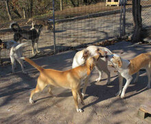 ELANI, Hund, Mischlingshund in Bulgarien - Bild 14