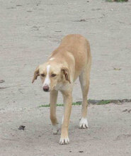 ELANI, Hund, Mischlingshund in Bulgarien - Bild 2