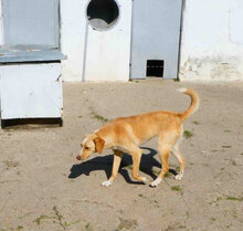 ELANI, Hund, Mischlingshund in Bulgarien - Bild 3