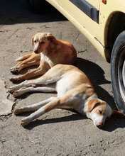 ELANI, Hund, Mischlingshund in Bulgarien - Bild 8