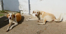 ELANI, Hund, Mischlingshund in Bulgarien - Bild 9