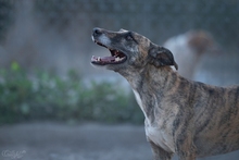 ARIA, Hund, Mischlingshund in Hattingen - Bild 3