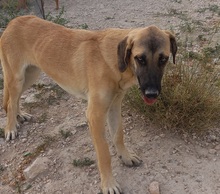 MERY, Hund, Herdenschutzhund-Mix in Spanien - Bild 12