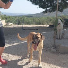 MERY, Hund, Herdenschutzhund-Mix in Spanien - Bild 14