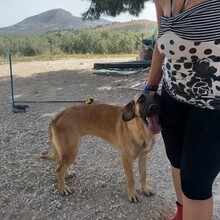MERY, Hund, Herdenschutzhund-Mix in Spanien - Bild 15