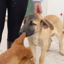 MERY, Hund, Herdenschutzhund-Mix in Spanien - Bild 17