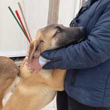 MERY, Hund, Herdenschutzhund-Mix in Spanien - Bild 19