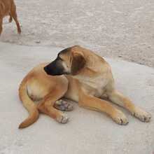 MERY, Hund, Herdenschutzhund-Mix in Spanien - Bild 21