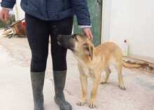 MERY, Hund, Herdenschutzhund-Mix in Spanien - Bild 23