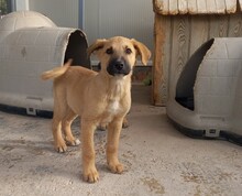 MERY, Hund, Herdenschutzhund-Mix in Spanien - Bild 26