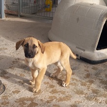 MERY, Hund, Herdenschutzhund-Mix in Spanien - Bild 30