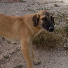 MERY, Hund, Herdenschutzhund-Mix in Spanien - Bild 32