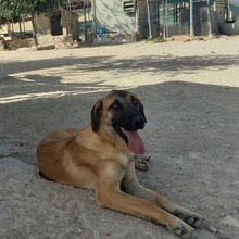 MERY, Hund, Herdenschutzhund-Mix in Spanien - Bild 33