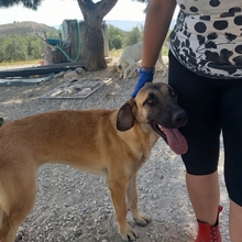 MERY, Hund, Herdenschutzhund-Mix in Spanien - Bild 34