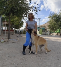 MERY, Hund, Herdenschutzhund-Mix in Spanien - Bild 36