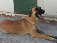 MERY, Hund, Herdenschutzhund-Mix in Spanien - Bild 6