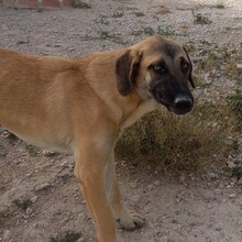 MERY, Hund, Herdenschutzhund-Mix in Spanien - Bild 7