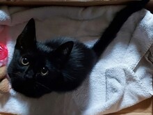 SAMU, Katze, Europäisch Kurzhaar in Spanien